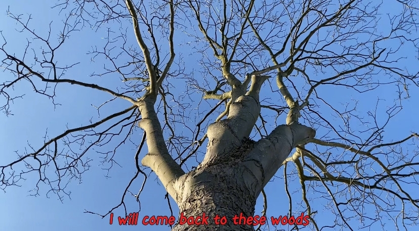 Conversation with a Snared Fox at the End of the Field, A