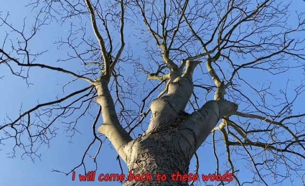 Conversation with a Snared Fox at the End of the Field, A